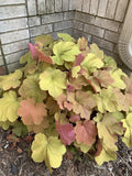 Coral Bells Live Plant 1pc Gold Yellow Orange Velvet Heuchera