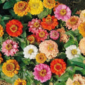 Zinnia Seeds Bulk Dwarf 200 Seeds Non-GMO Petite Short Landscape Variety (Zinnia elegans)