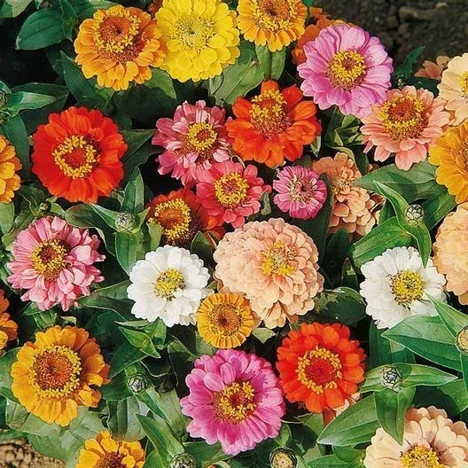 Zinnia Seeds Bulk Dwarf 200 Seeds Non-GMO Petite Short Landscape Variety (Zinnia elegans)