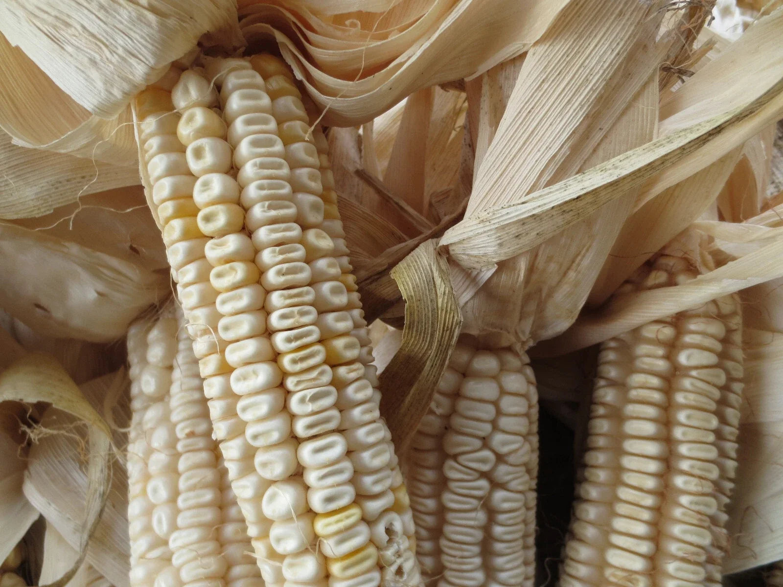 Hickory King White Corn Seeds - 20 Non-GMO Heirloom Seeds - Large Field Corn for Grits, Meal, Tortillas - Zea mays