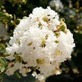 Super Rare Crape Myrtle Cuttings - 5 Rooting or Grafting Cuttings - Lagerstroemia indica 'Natchez'
