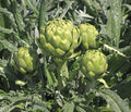Green Globe Artichoke Seeds - 20+ Pack - Artichoke Thistle Cardoon Vegetable Seeds - Cynara scolymus - USA