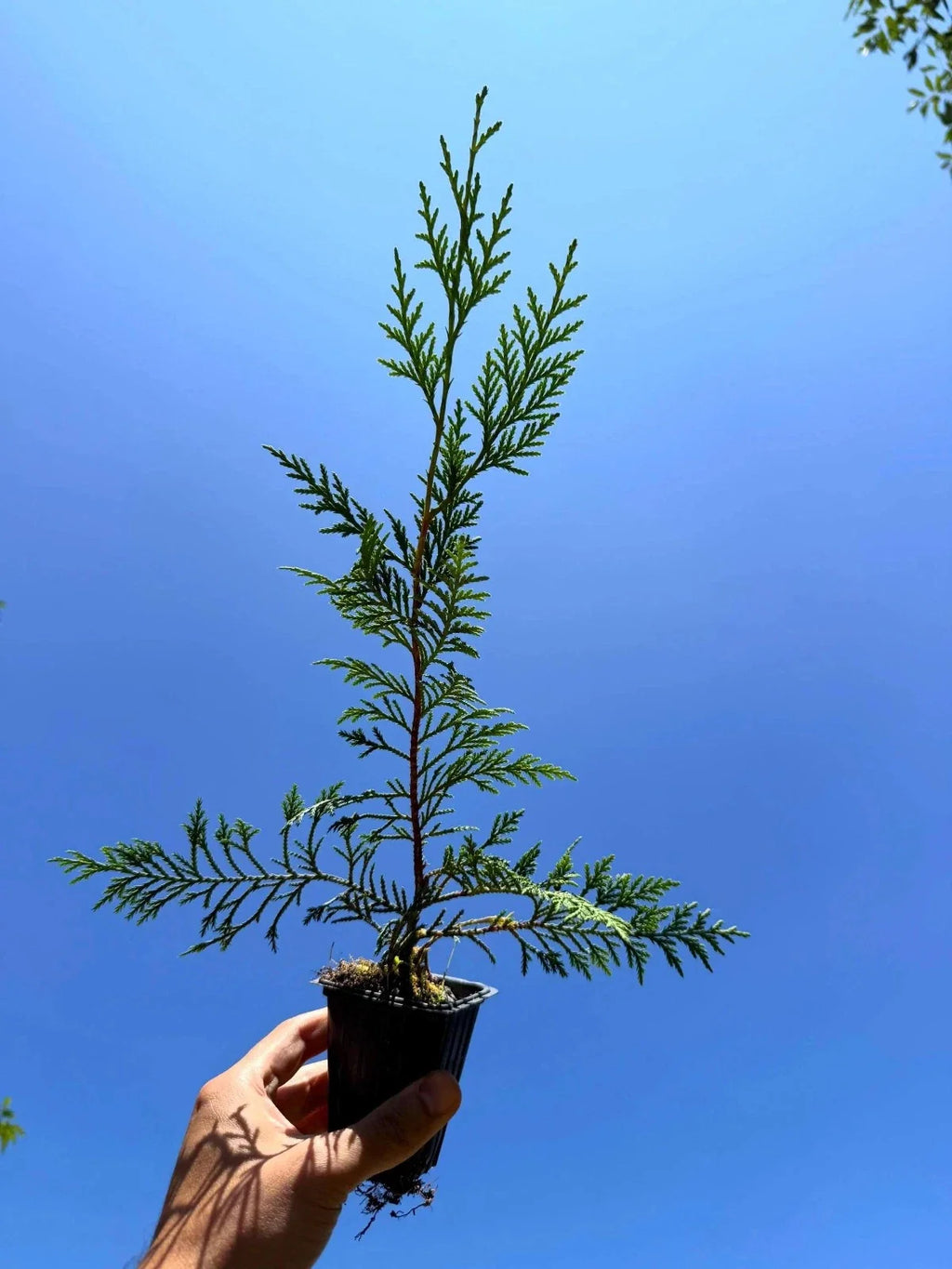 Murray Leyland Cypress Tree (Cupressocyparis leylandii ‘Murray’) | Fast-Growing Evergreen Privacy Hedge | 2.5 Inch Pot
