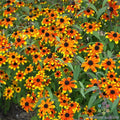 Prairie Glow Rudbeckia Seeds - 200+ Pack for Garden Planting - Rudbeckia hirta - USA