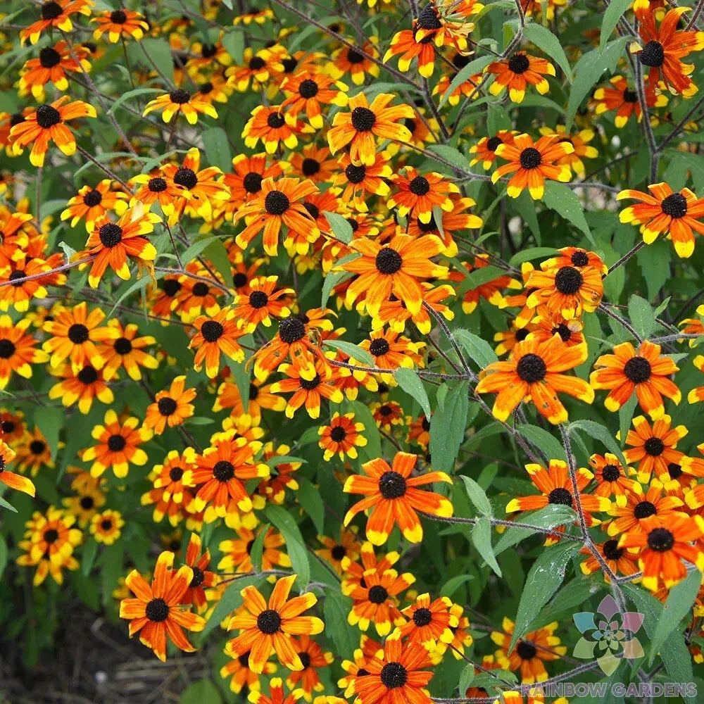 Prairie Glow Rudbeckia Seeds - 200+ Pack for Garden Planting - Rudbeckia hirta - USA