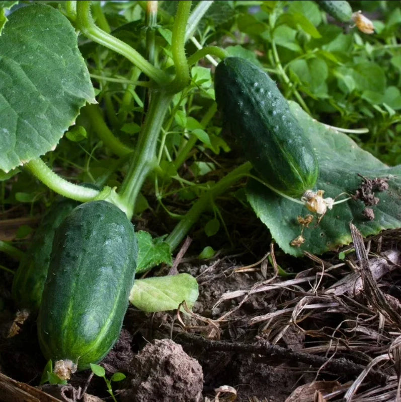 Cucumber Seeds - SPACEMASTER 80 - Non-GMO Fast Growing Vine - 100 Seeds - Cucumis sativus