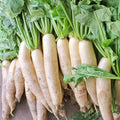 Daikon Radish Seeds, 1 Ounce, Extremely Large, Deer Food Plot, Raphanus sativus