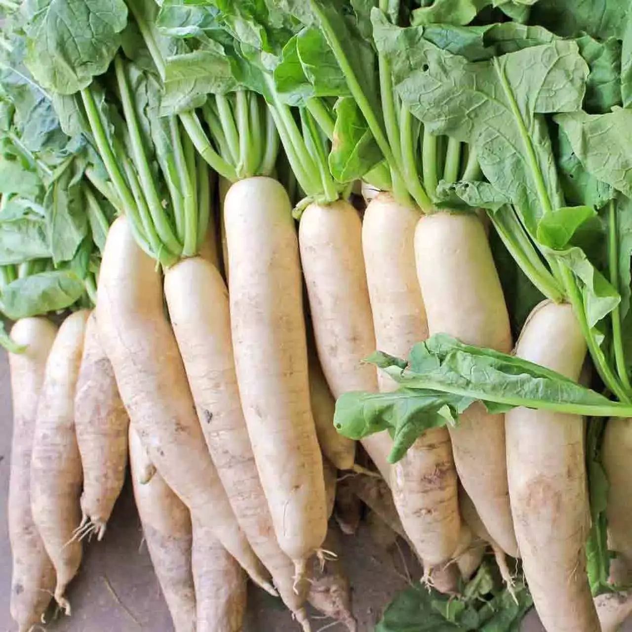Daikon Radish Seeds, 1 Ounce, Extremely Large, Deer Food Plot, Raphanus sativus