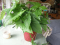 Syngonium Podophyllum Cuttings - Green Arrowhead Vine - Lot of 5 - Araceae Houseplant Cuttings for Propagation