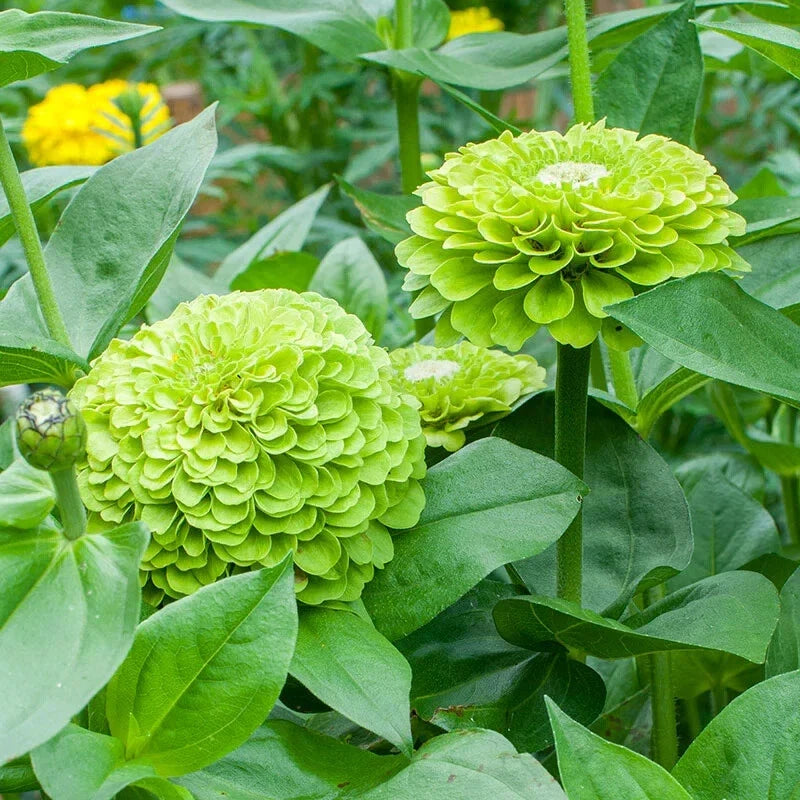 Benary Giant Lime Zinnia Seeds - 100+ Pack - Flower Seeds for Garden Planting - Zinnia elegans