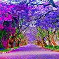 Jacaranda Fern Tree Seeds - Mimosifolia acutifolia - Tropical Blue Flowers for Garden and Landscaping