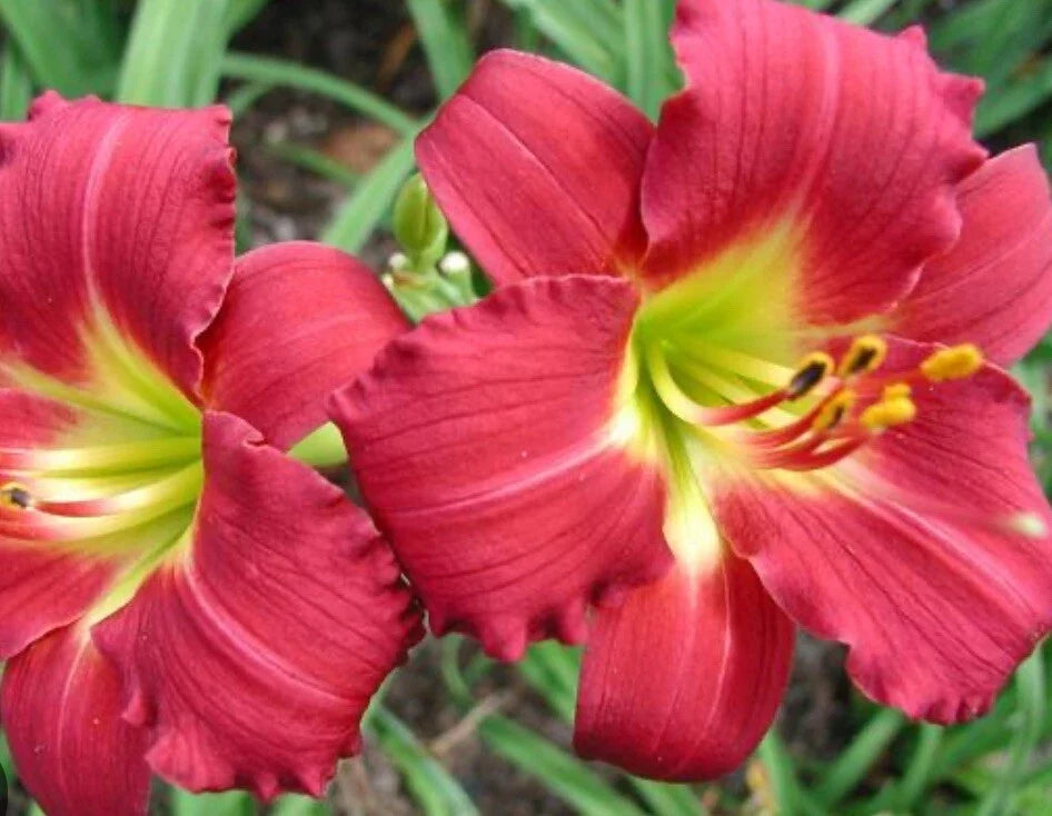 Daylily 1 Live Bare Root Plant Fan - Awarded Ruby Red Stella - Hemerocallis