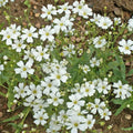Baby's Breath Wildflower Seeds 1 Lb - Gypsophila elegans - Everwilde Farms Mylar Seed Packet