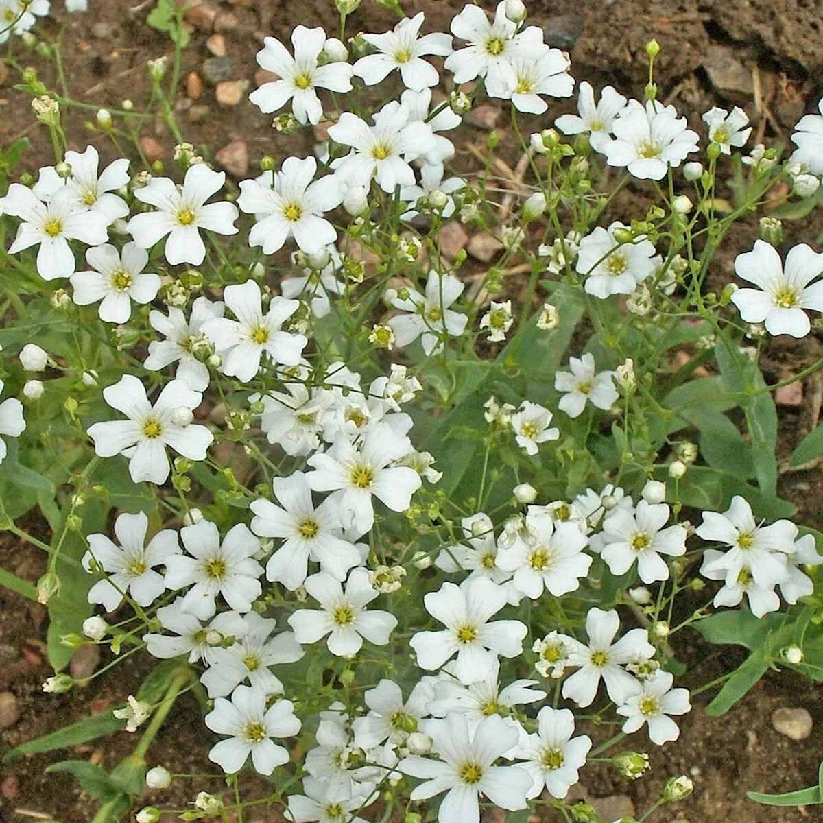 Baby's Breath Wildflower Seeds 1 Lb - Gypsophila elegans - Everwilde Farms Mylar Seed Packet