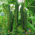 Carmen Cucumber 25 Seeds - Heirloom Variety for Garden Planting - Cucumis sativus