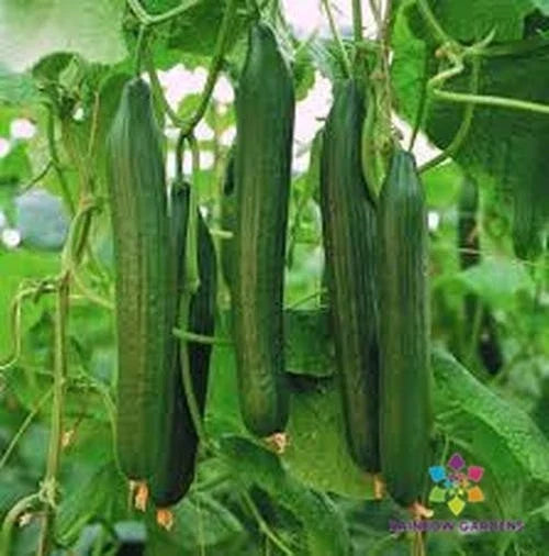 Carmen Cucumber 25 Seeds - Heirloom Variety for Garden Planting - Cucumis sativus
