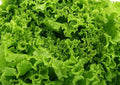 Grand Rapids Lettuce Seeds 500+ Non-GMO TBR Variety - Ideal for Home Gardening - Lactuca sativa