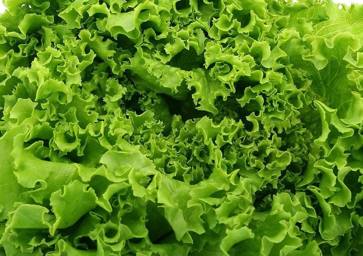 Grand Rapids Lettuce Seeds 500+ Non-GMO TBR Variety - Ideal for Home Gardening - Lactuca sativa