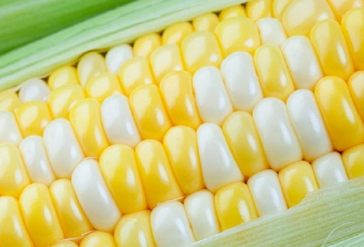 Peaches and Cream Sweet Corn Seeds - 100 Count - Zea mays - Garden Vegetable Seeds for Planting