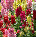 Snapdragon Seeds - Rainbow Mix - Non-GMO Cut Flowers - Attracts Hummingbirds - 2000 Seeds - Antirrhinum majus