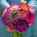 Zinnia Seeds - 5" Mixed Colors - METEOR SHOWER - Non-GMO, 100 Seeds - Hard to Find Variety