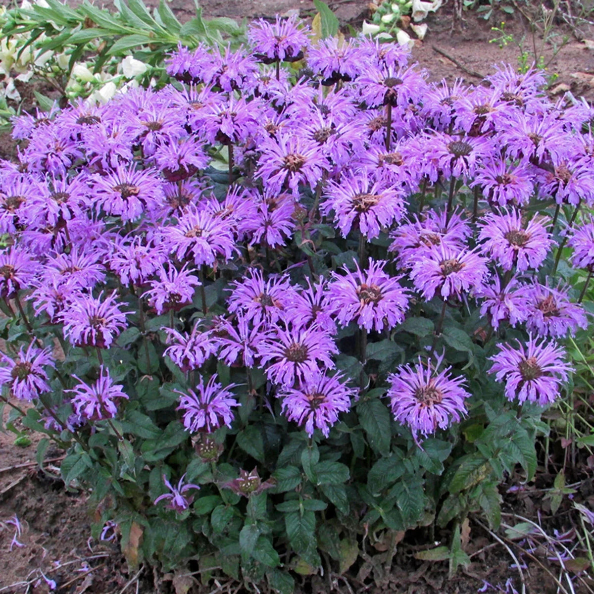 Sugar Buzz Bee Balm Seeds - 100 Pack - Hummingbird Flower - Monarda fistulosa
