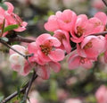 Pink Flowering Quince Tree Sapling - Bare Root Live Plant - Chaenomeles speciosa - All Natural