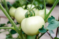 Great White Tomato Seeds 50 Ct Non-GMO White Beefsteak Seeds - Ideal for Home Gardening (Lycopersicon esculentum)