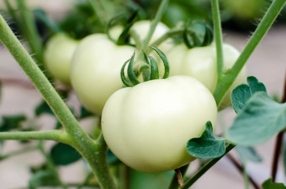 Great White Tomato Seeds 50 Ct Non-GMO White Beefsteak Seeds - Ideal for Home Gardening (Lycopersicon esculentum)