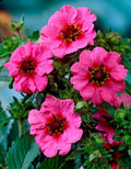 Potentilla Miss Wilmott Seeds - 100 Count - Bright Pink Flowers with Red Centers - Potentilla spp.