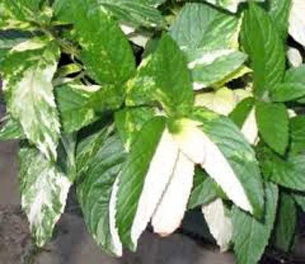 Peppermint Seeds (20+) - Heirloom Non-GMO Peppermint, Mentha × piperita - Delicious Culinary Herb