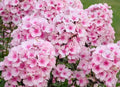 Phlox Seeds - 100 Bright Eyes Variety for Garden Planting - Phlox paniculata - USA