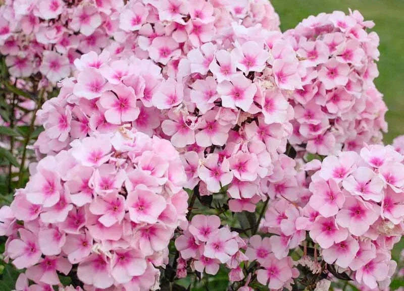 Phlox Seeds - 100 Bright Eyes Variety for Garden Planting - Phlox paniculata - USA