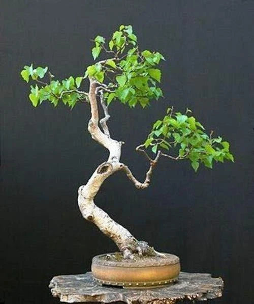 Bonsai Tree Seeds - White Paper Birch - 100+ Seeds - Betula papyrifera - USA Grown