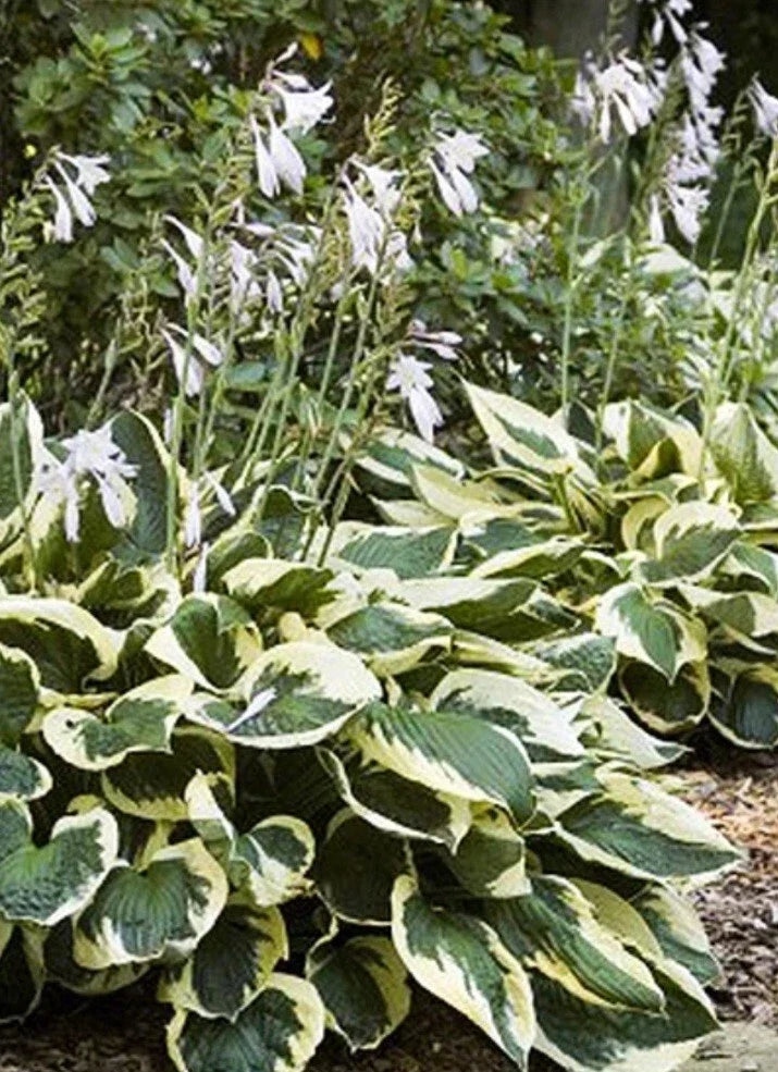 Patriot Variegated Hosta Root Plant - Ready to Plant - Hosta 'Patriot'