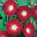 Scarlet O'Hara Morning Glory Seeds, 500+ Seeds, Season Long Blooms, Ipomoea coccinea