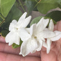 Arabian Sambac Jasmine Plant 4" Pot White Flowers Intensely Fragrant - Jasminum sambac
