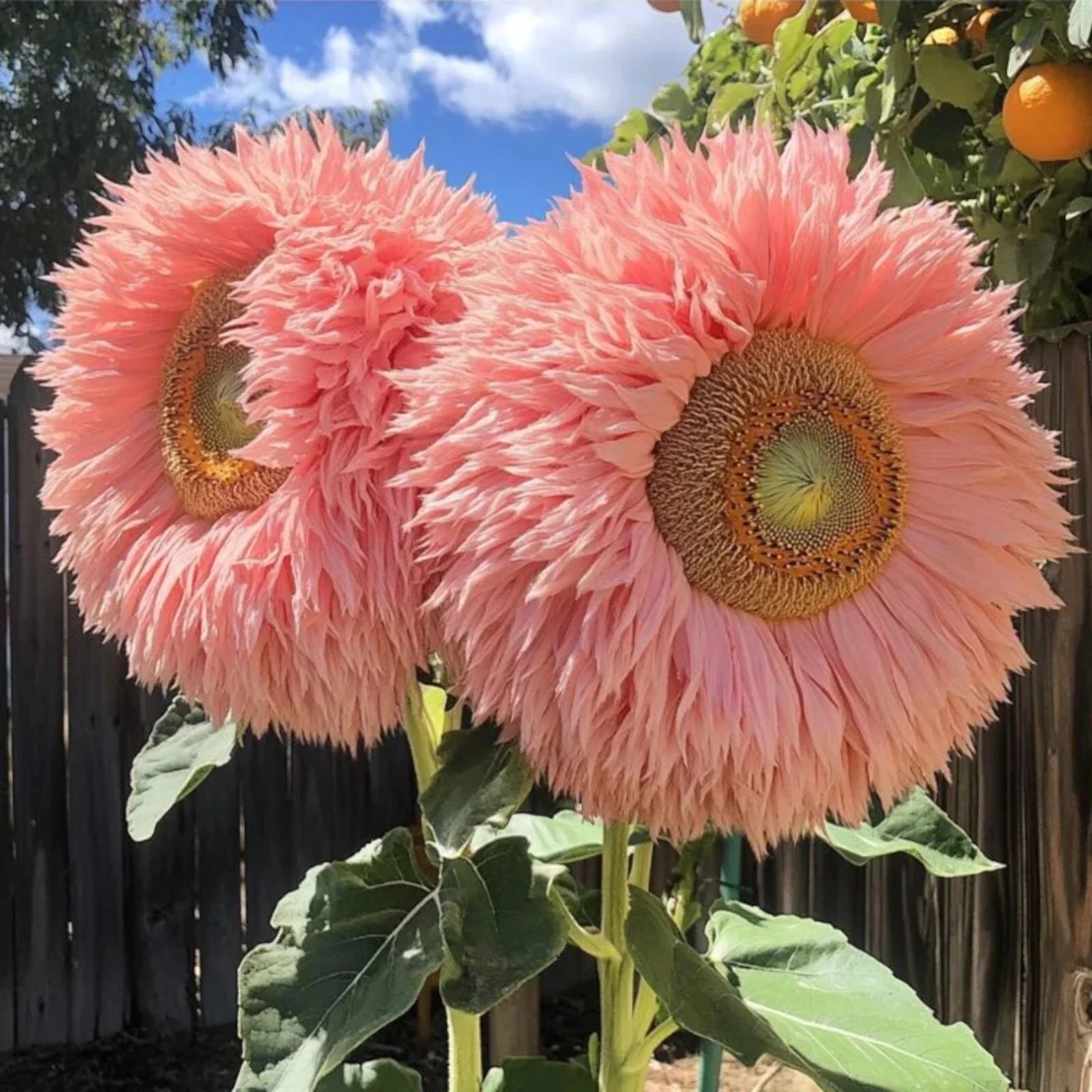 50pcs Pink Giant Teddy Bear Sunflower Seeds - Fluffy Double Blooms - Helianthus annuus