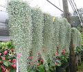 Silver Falls Dichondra Seeds for Planting - 10 Seeds - Stunning Weeping Plant, Dichondra argentea
