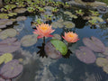 Hardy Water Lily Rhizome - Pink & Yellow Multicolored - Rare Aquatic Plant - Nymphaea spp. - Bare Root for Ponds