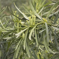 Live Starter Plant Set of 2 - Yew Plum Pine 6+ Inches - Podocarpus macrophyllus - Evergreen Garden Accent, Low Maintenance