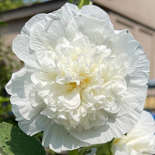Hollyhock Seeds | 5" Double White Flowers | Heirloom Variety | Alcea rosea 'Chaters Double White'