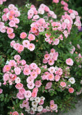 Organic Live Miniature Rose Cuttings - USA Pink Variety - Rosa spp.