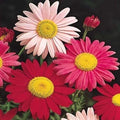 Painted Daisy Seeds 2,500 Count - Chrysanthemum - Easy to Grow Perennial