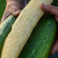 Luffa Gourd Seeds - 24 Pack - Loofah Sponge Gourd - Dishcloth Gourd - Luffa cylindrica - Rare Variety