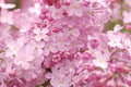 Blush Lilac Seeds - 25 Perennial Flower Seeds - Fragrant Flowers - Syringa vulgaris - US Seller