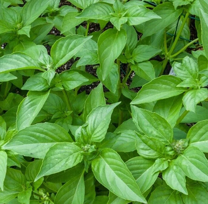 LEMON BASIL SEEDS 600+ Non-GMO Annual Herb for Culinary Garden (Ocimum basilicum)