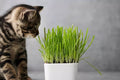 Cat Grass Seeds 5 Pounds - Nutritious Pet Treat for Planting - Dactylis glomerata