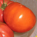 Giant Belgian Pink Tomato Seeds - Heirloom Variety, Fresh Seed for Home Gardening - Solanum lycopersicum