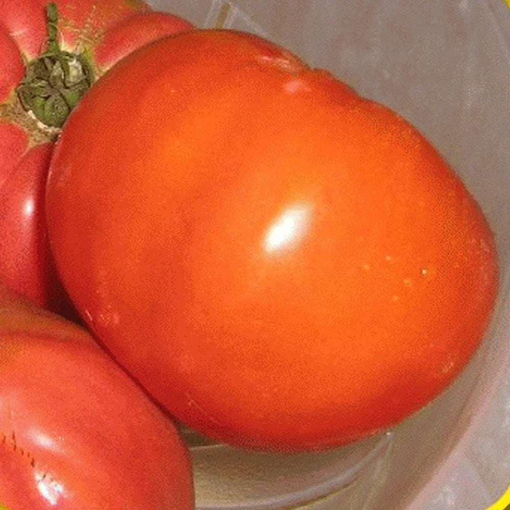 Giant Belgian Pink Tomato Seeds - Heirloom Variety, Fresh Seed for Home Gardening - Solanum lycopersicum